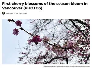 温哥华的樱花开了 早樱惊艳全城! 最新春天预测出炉 3月4月超冷 !