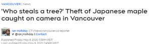 无语！温哥华中国男家门口有人偷树，“10块钱一颗的树Seriouly？”