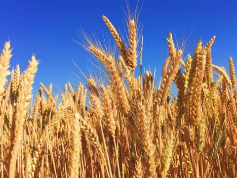 中国怒课大麦80.5%重税 澳洲失望但不打贸易战