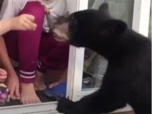 西温男子喂黑熊被控罪名