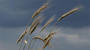 加拿大大麦对中国出口增加38%