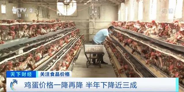 鸡蛋大跌 一降再降，为何如此“蛋”定？
