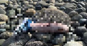 BC海岸发现腐烂人腿还穿着Nike鞋！残尸案又发生？警方消息来了...