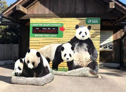中国在加拿大的熊猫，告急
