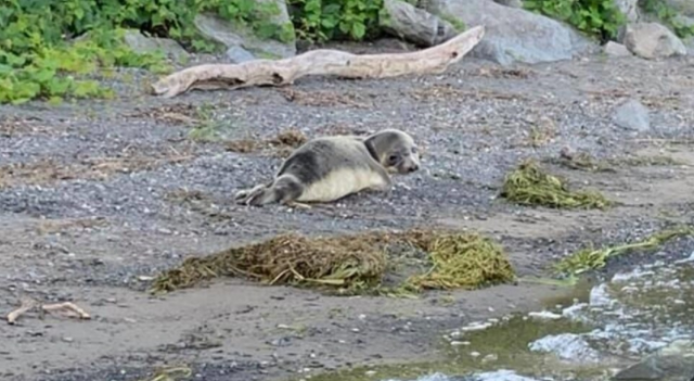 疫情影响：蒙特利尔南岸一只海豹上岸逛