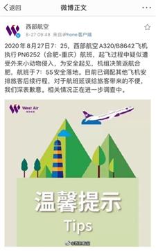 合肥至重庆一客机疑遭外来小动物入侵