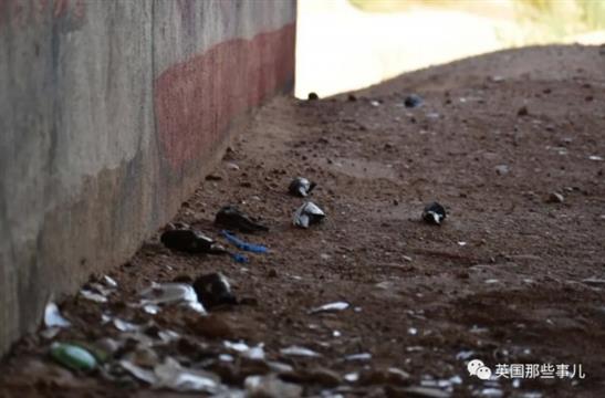 数十万侯鸟在美国上空坠亡，横尸遍野