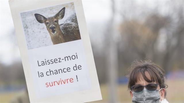蒙特利尔市民反对政府要控制野鹿数量
