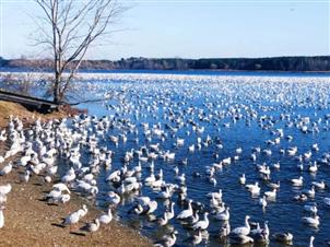 太壮观了！加拿大数万只雪雁迁徙，将整个湖面都铺满