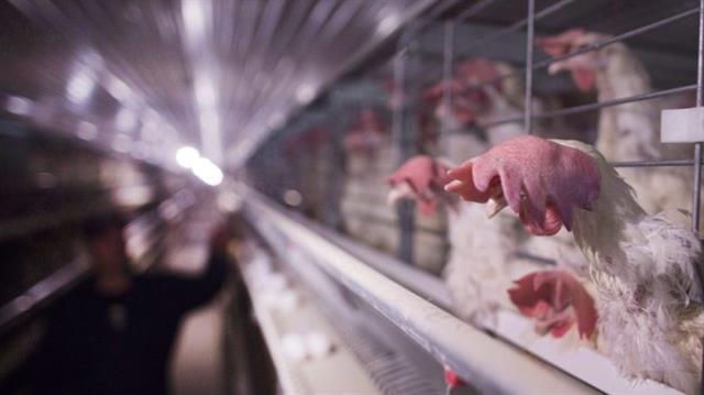 加拿大政府补助受自由贸易伤害的禽蛋业