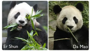 加拿大动物园的两只大熊猫提前回中国
