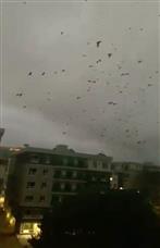 惊悚！上万只乌鸦遮天蔽日侵袭加拿大，时间长达14个小时