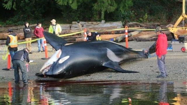 加拿大海岸警卫队采用新技术避开鲸鱼