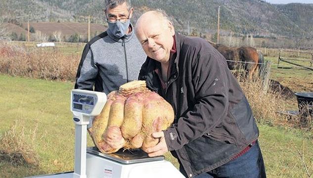 吉尼斯：魁北克男子种出世界最大的萝卜