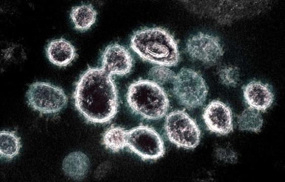新希望！“抗体药”注入立即免疫 更能根除病毒