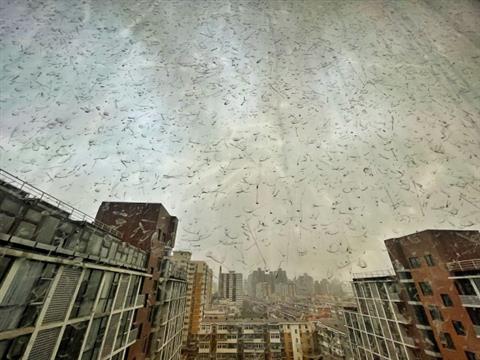 北京下“泥雨”了！大风沙尘泥雨雷电齐现身