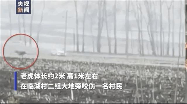 遇上老虎把它打死了，要负责任吗？