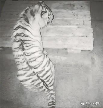 黑龙江进村老虎还能归山么?来这儿?官方解答