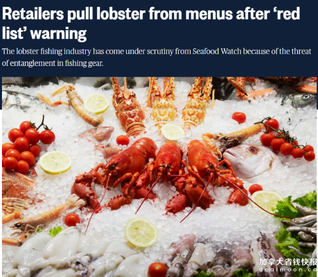 加拿大华人超爱的龙虾被禁 多家餐厅宣布下架