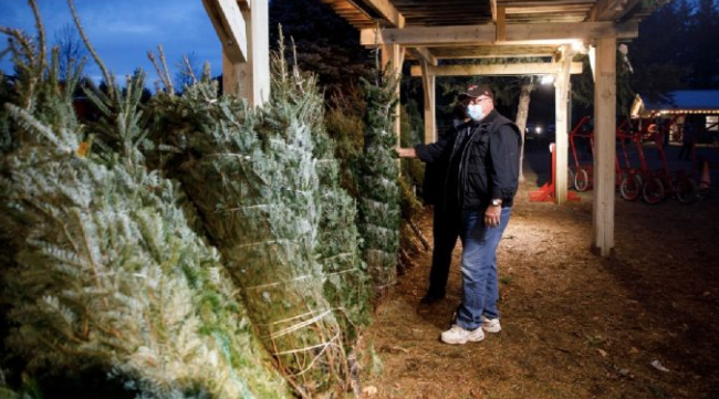今年圣诞树预计供不应求 或要购人造树！