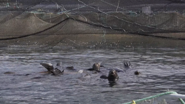 海狮群闯温哥华三文鱼养殖场 天天敞吃自助餐