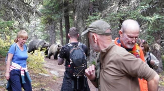 惊险，两只灰熊跟尾随班夫旅行者20分钟…
